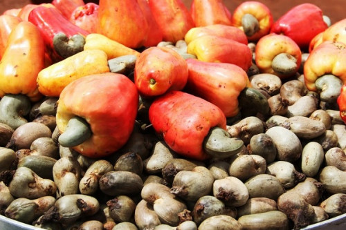 Récolte d'anacarde en Afrique de l'Ouest