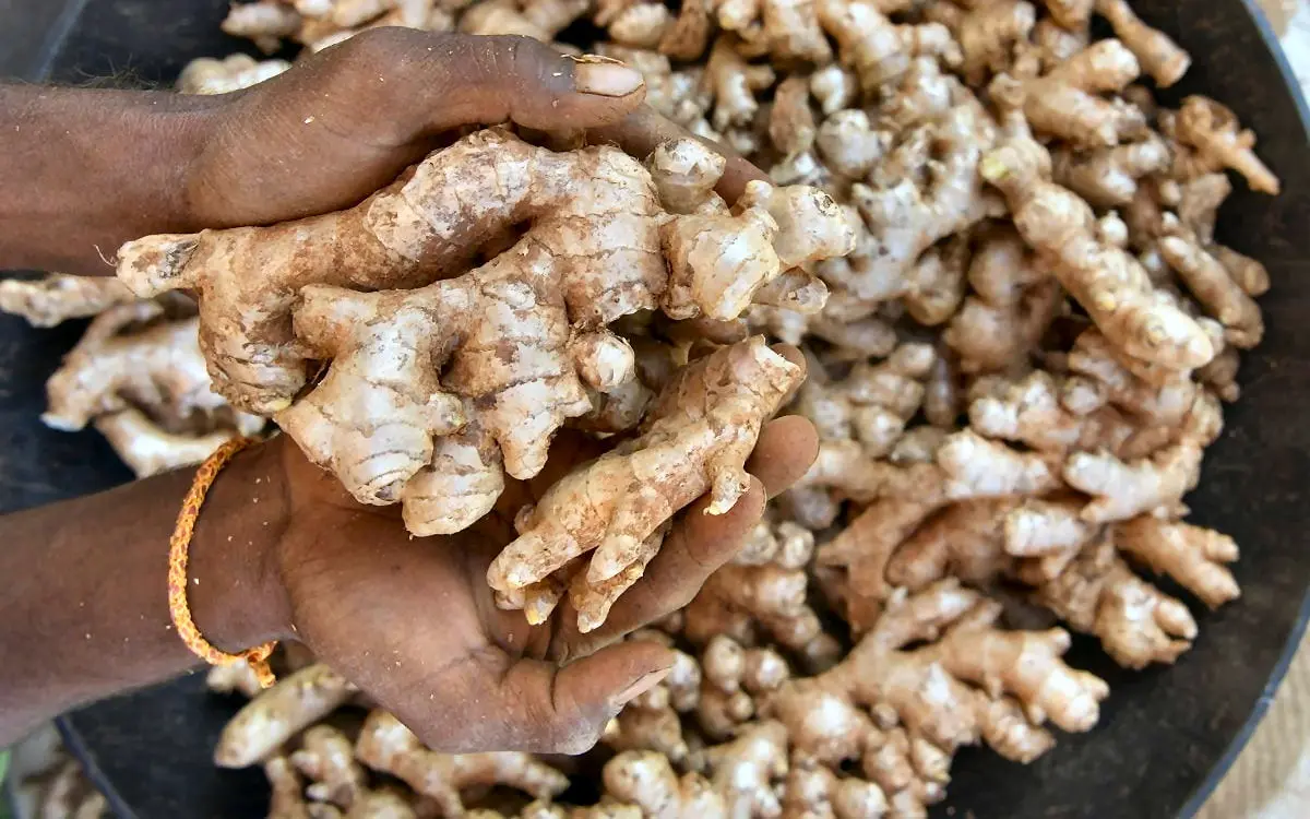 Gingembre frais prêt à l'export